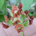 Pediomelum rhombifolium - Photo (c) Sam Kieschnick,  זכויות יוצרים חלקיות (CC BY), uploaded by Sam Kieschnick