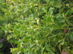 Baccharis microdonta