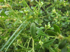 Baccharis microdonta