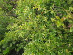 Baccharis microdonta