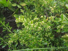 Baccharis microdonta