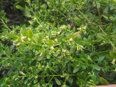 Baccharis microdonta