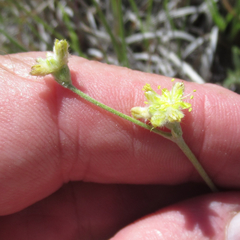 Eriogonum lachnogynum