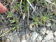 Eriogonum lachnogynum
