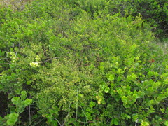 Baccharis microdonta