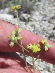 Eriogonum lachnogynum