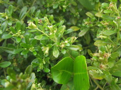 Baccharis microdonta