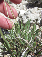Eriogonum lachnogynum