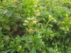 Baccharis microdonta