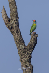 Psilopogon rubricapillus