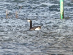 Anser anser × Branta leucopsis