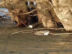 Anser anser × Branta leucopsis