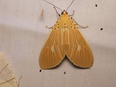 Asota producta