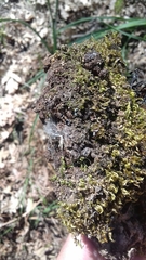 Raglius confusus
