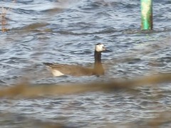 Anser anser × Branta leucopsis