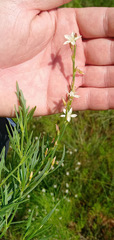Oxygonum dregeanum