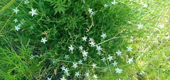 Oxygonum dregeanum