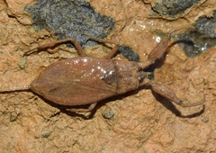 Nepa cinerea