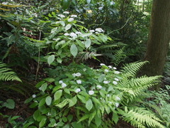 Hydrangea hirta