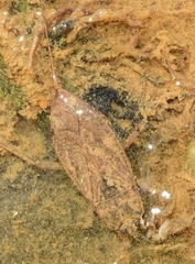 Nepa cinerea