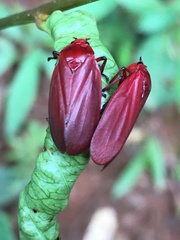 Maxantonia rubescens