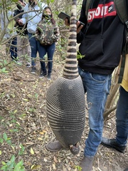Dasypus novemcinctus