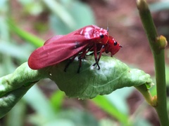 Maxantonia rubescens