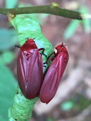 Maxantonia rubescens