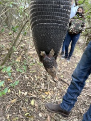 Dasypus novemcinctus