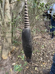 Dasypus novemcinctus