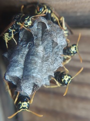 Polistes dominula