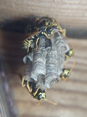 Polistes dominula