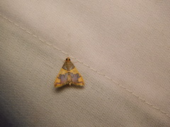 Rehimena