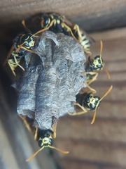 Polistes dominula