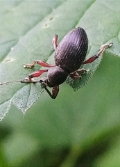 Otiorhynchus clavipes