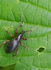 Otiorhynchus clavipes