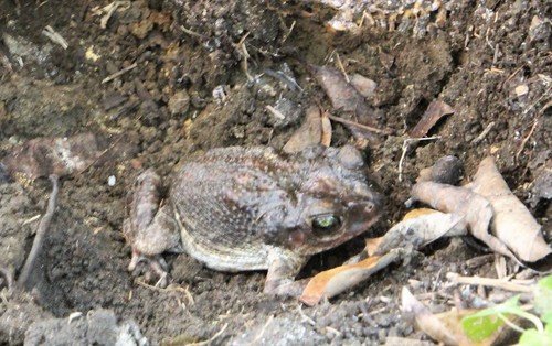 Cuban Small-eared Toad, Peltophryne empusa