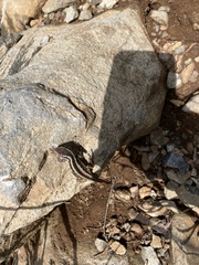 Liolaemus schroederi
