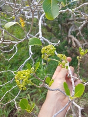 Pisonia albida