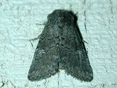 Properigea niveirena