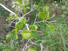 Pisonia albida