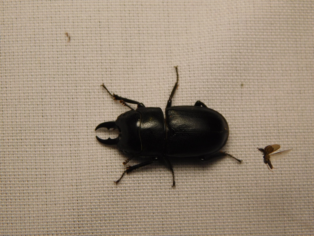 Prosopocoilus candezei