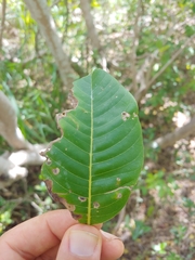 Pisonia albida