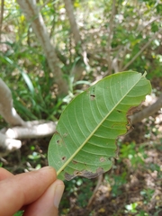 Pisonia albida