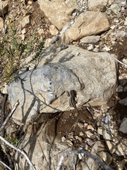 Liolaemus schroederi