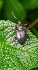 Otiorhynchus clavipes