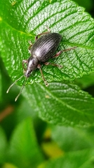 Otiorhynchus clavipes