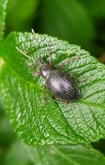 Otiorhynchus clavipes