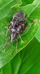 Otiorhynchus clavipes