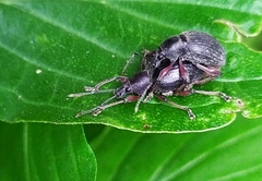 Otiorhynchus clavipes